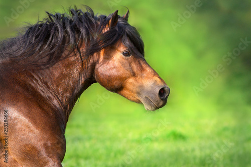 Bay stallion with long mane close up portrait in motion