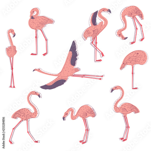 Hand drawn vector set of pink flamingo in different poses. Exotic bird with long legs and neck. Wildlife theme © Happypictures