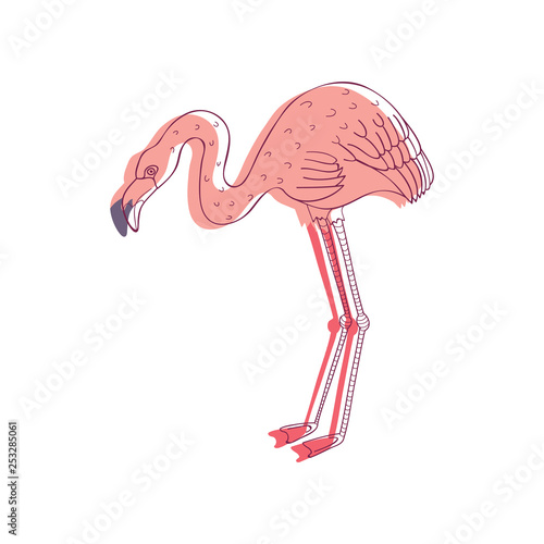 Linear vector illustration of pink flamingo, side view. Tropical bird with long legs and neck. Wildlife theme