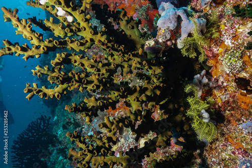 Fototapeta Naklejka Na Ścianę i Meble -  Coral reef at the Maldives 