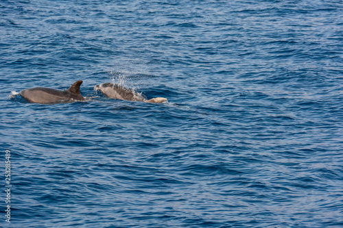 Dolphins swimming in waste blue ocean - spectacular experience of encountering sea animals. © anzebizjan