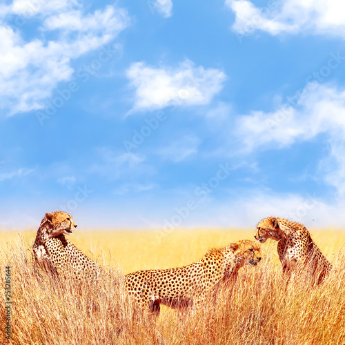 Group of cheetahs in the African savannah. Africa, Tanzania, Serengeti National Park. Wild life of Africa.