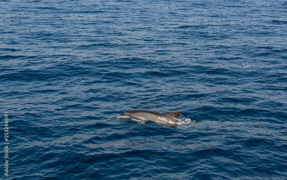 Fototapeta premium Dolphin comming to the surface of sea to breath and look around.
