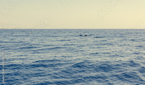 Many dolphins swimming in the distance behind a cruise ship.