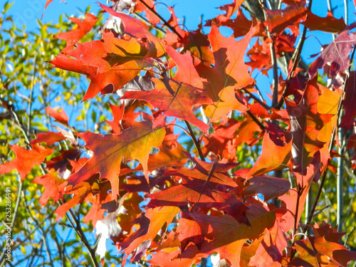 autumn, leaves, fall, leaf, tree, nature, maple, red, orange, yellow, season, sky, branch, forest, foliage, colorful, color, plant, blue, bright, oak, beauty, abstract, green, seasonal