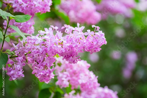 Blossoming of lilac pink flowers in a spring garden, natural seasonal floral background with copyspace