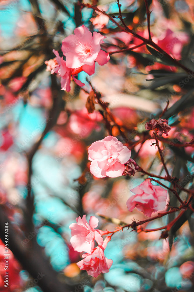 Obraz premium summer