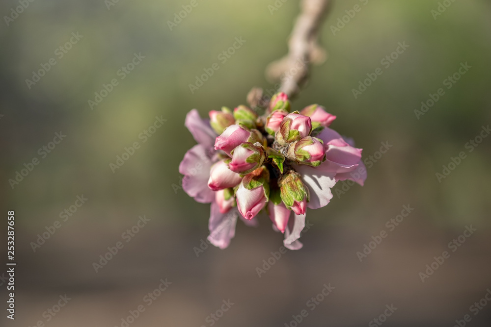 Close-up photo of pink white almond tree flowers and buds Close-up photo of pink white almond tree flowers and buds