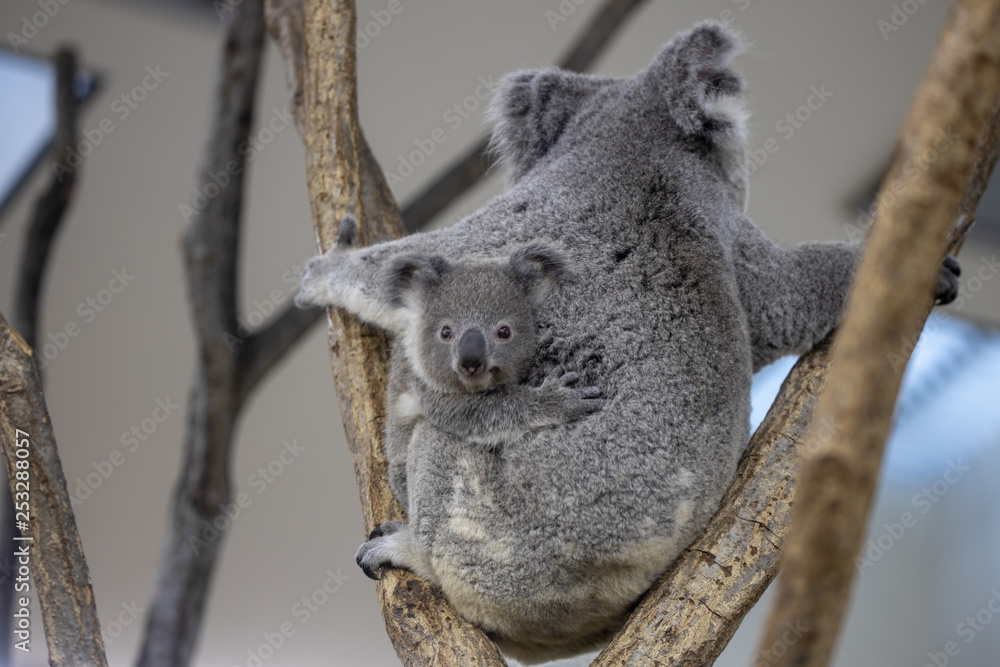 Obraz premium コアラの親子