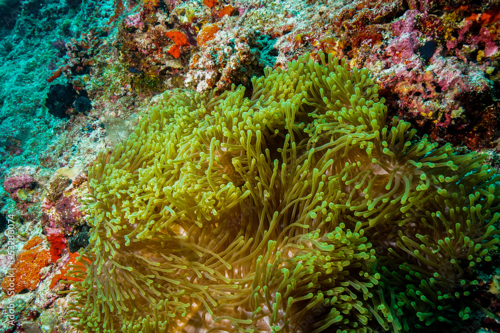 Obraz premium Anemone coral and fish at the Maldives