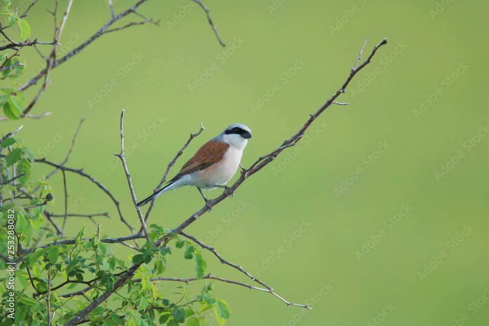 Red-backed shrike on branch