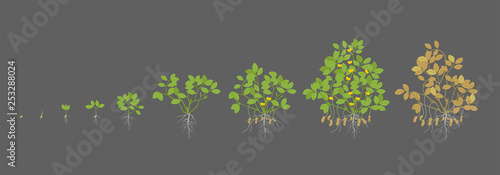 Growth stages of peanut plant. Peanut increase phases. Vector illustration on a dark background. Arachis hypogaea. Also known as the groundnut, goober or monkey nut. The life cycle.