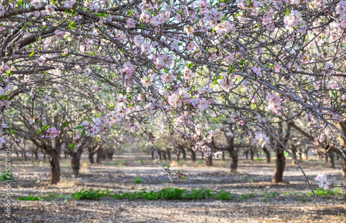 beautiful grove of pink white blooming almond trees