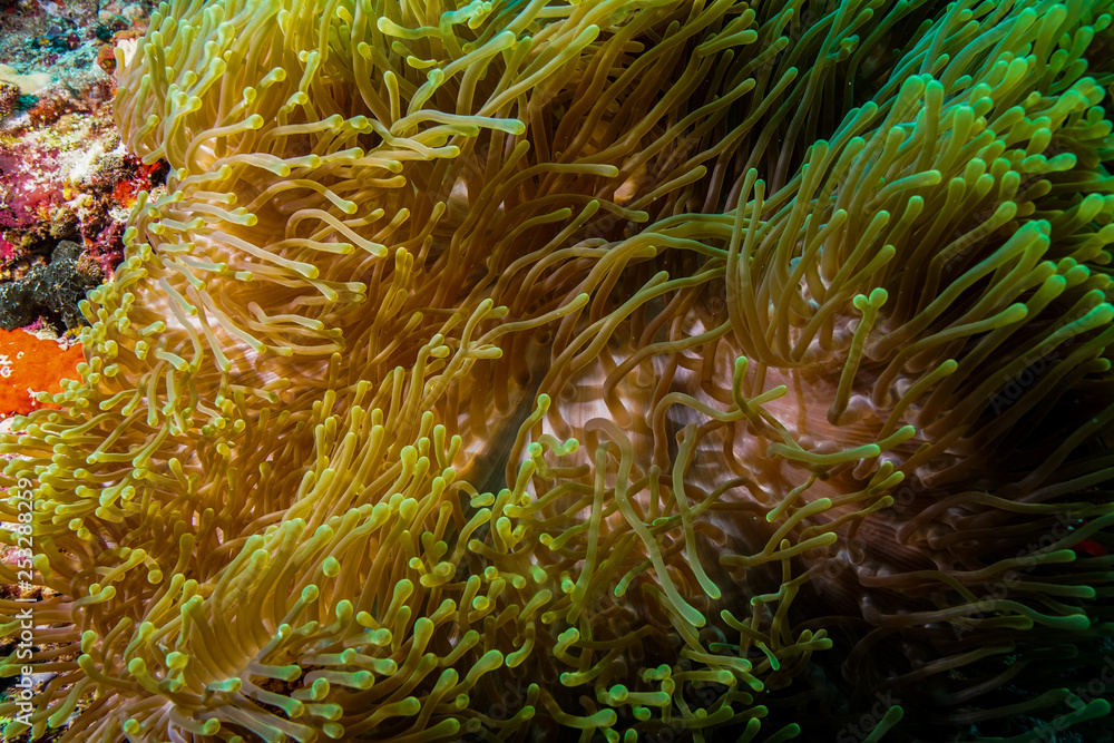 Obraz premium Anemone coral and fish at the Maldives