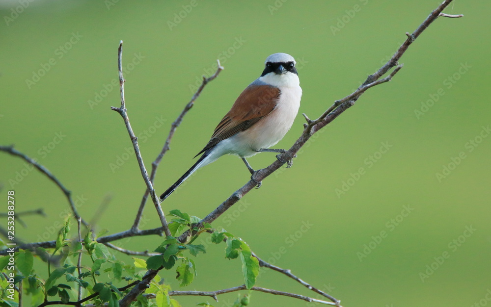 Red-backed shrike on branch