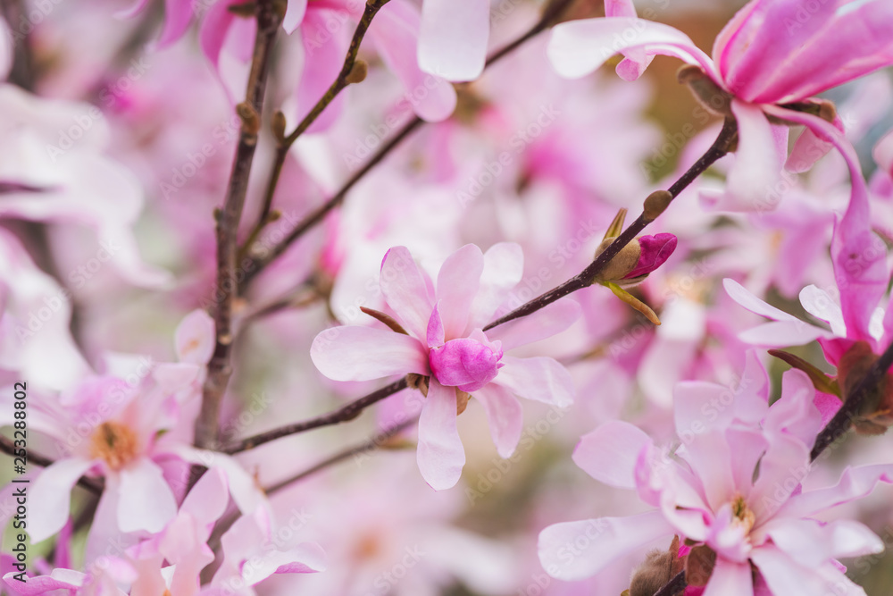 Fototapeta premium Blossoming pink flower background, natural wallpaper. Flowering rare magnolia stellata branch in spring garden, macro image with copyspace and beautiful bokeh