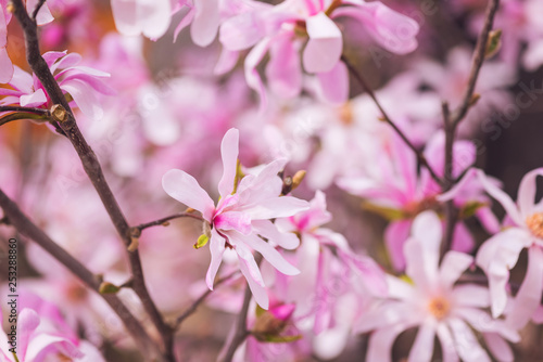 Blossoming pink flower background  natural wallpaper. Flowering rare magnolia stellata branch in spring garden  macro image with copyspace and beautiful bokeh