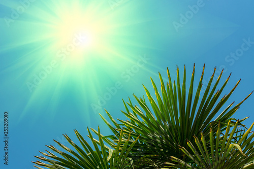 Leaves of a palm tree against blue sky and sun, summer, copy space