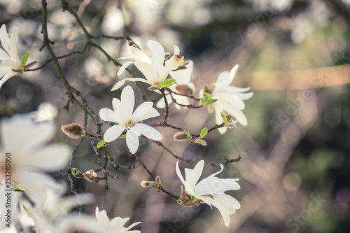 Blossoming white flower background, natural wallpaper. Flowering magnolia kobus branch in spring garden, macro image with copyspace and beautiful bokeh © larauhryn