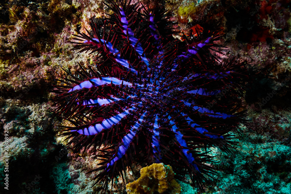 Fototapeta premium Crown of thorns starfish at the Maldives