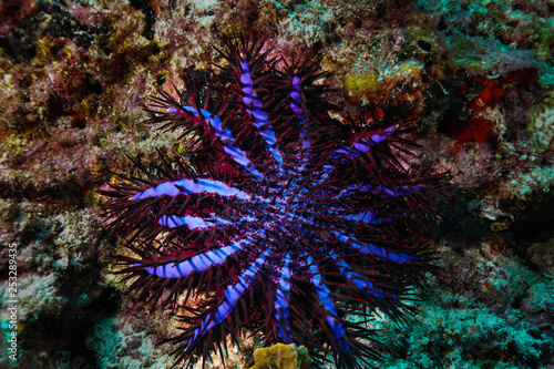 Crown of thorns starfish at the Maldives © Mina Ryad