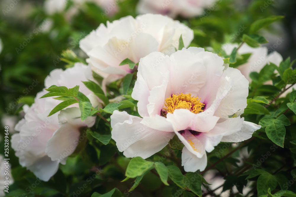 Blossoming white peony flowers in the garden, natural seasonal floral background suitable for wallpaper or cover Blossoming white peony flowers in the garden, natural seasonal floral background suitable for wallpaper or cover
