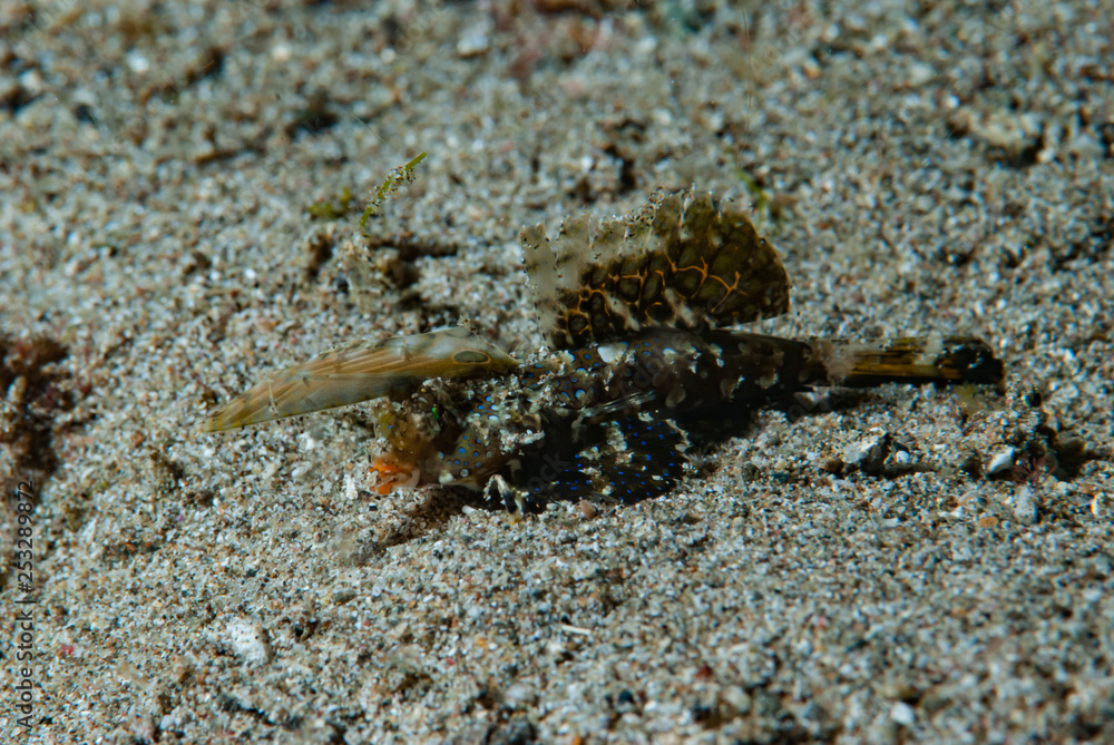 Orange-Black Dragonet Dactylopus kuiteri