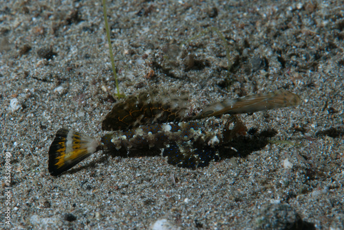 Orange-Black Dragonet Dactylopus kuiteri photo