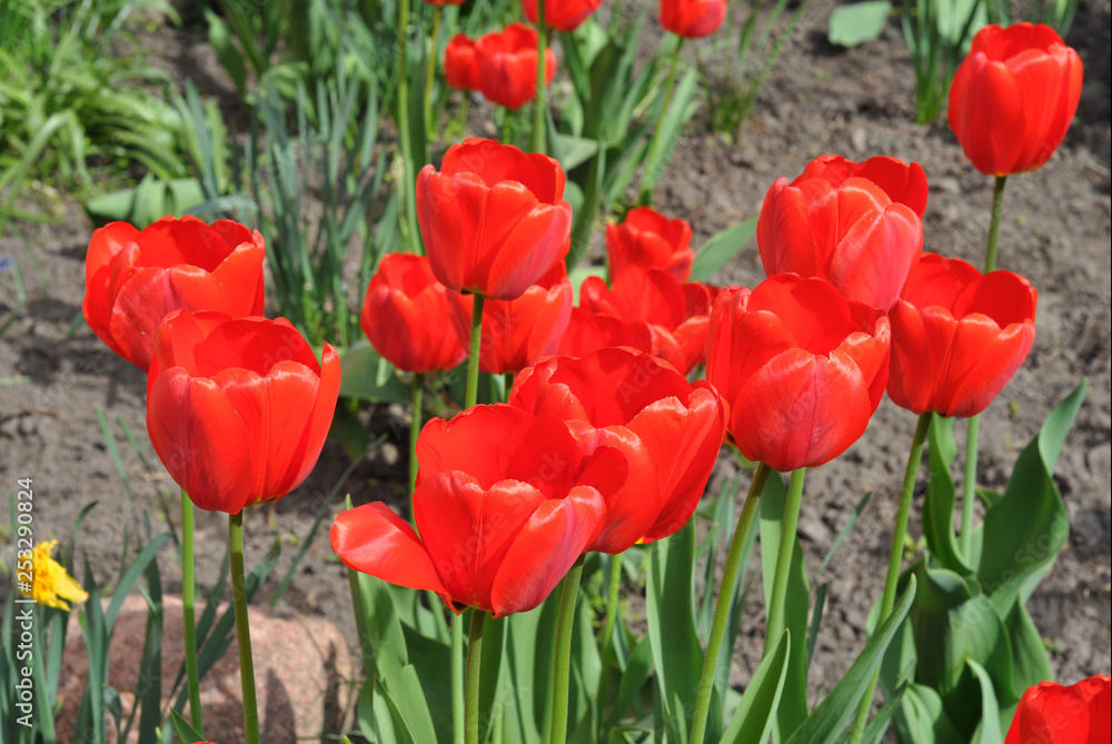 Obraz Tulipany kwietnik na wiosnę. Kolorowe tulipany Holland w wiosennym ogrodzie kwiatowym.