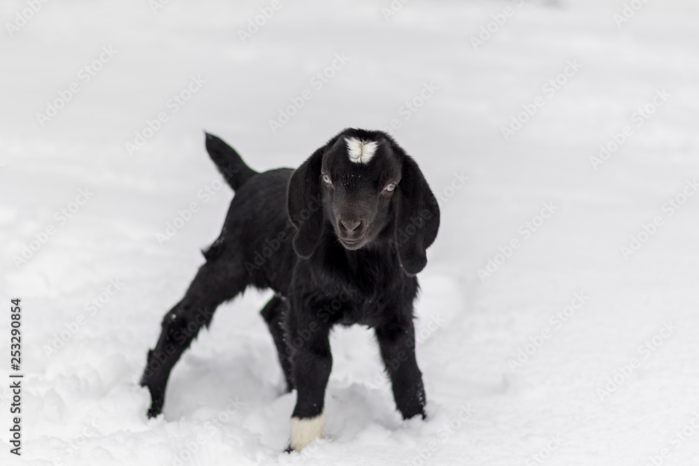 Spotted Boer Goat kid with Lop Ears in the snow