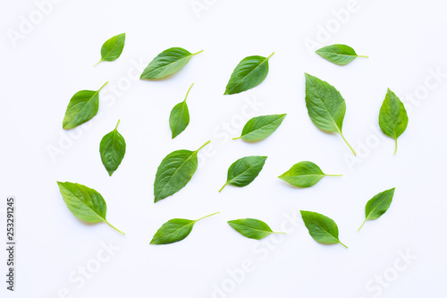 Sweet Basil leaves on white