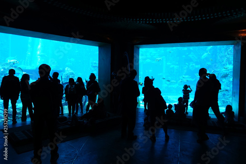 Gruop of people looking at aquarium