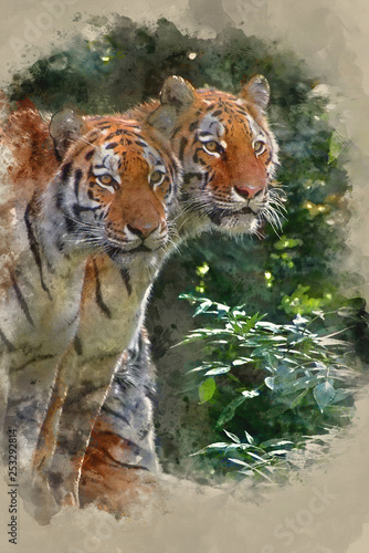 Watercolour painting of Bengal tiger panthera tigris tigris