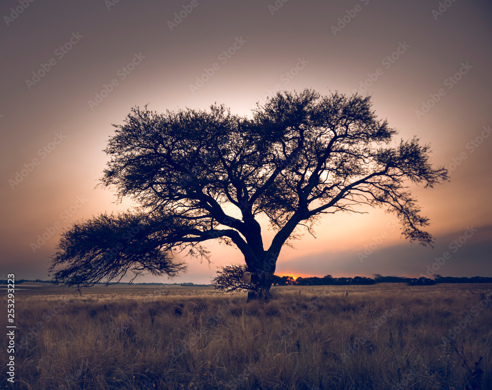 Pampas Landscape,lonely tree,La Pampa, Argentina Pampas Landscape,lonely tree,La Pampa, Argentina