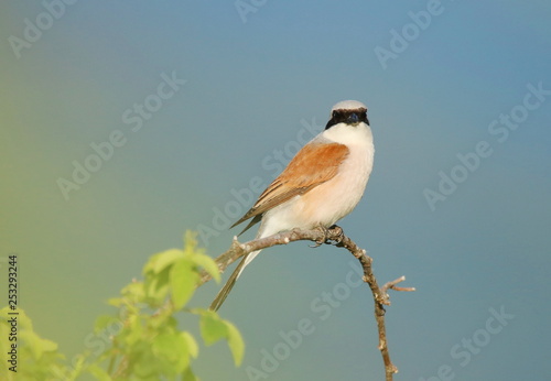 Red-backed shrike on branch photo