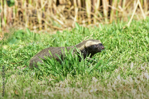 Little grison,Pampas, Patagonia, Argentina