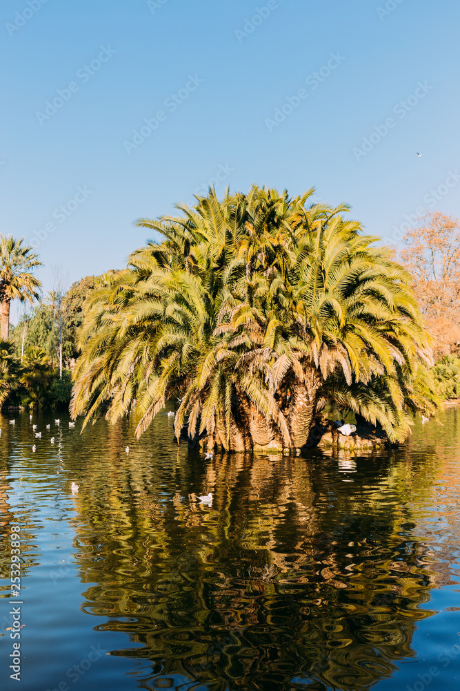 Beautiful park lake and lush palm trees in parc de la Ciutadella, Barcelona, Spain