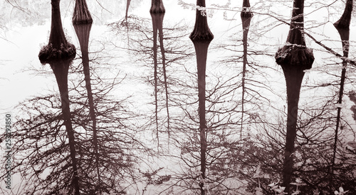 Echte Sumpfzypressen (Taxodium distichum) - Spiegelung im Wasser photo