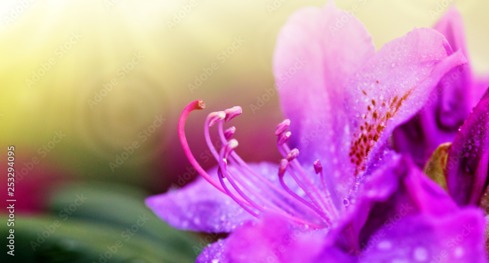 Close-up of beautiful pink Azaleas flowers in springtime. Close-up of beautiful pink Azaleas flowers in springtime.