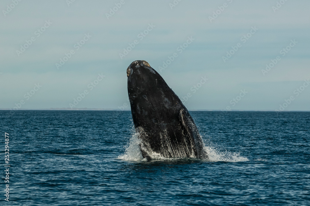 Fototapeta premium Whale jumping in Peninsula Valdes,, Patagonia, Argentina