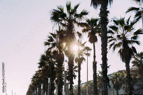 Urban scene with straight tall palm trees  Barcelona  Spain