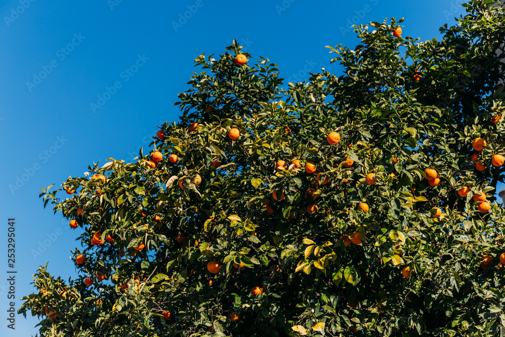 green orange tree on clear blue sky background, barcelona, spain green orange tree on clear blue sky background, barcelona, spain