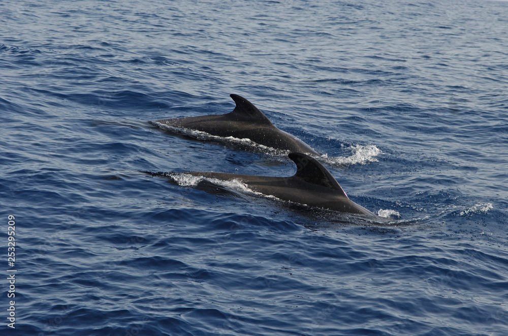 Fototapeta premium image of a whale