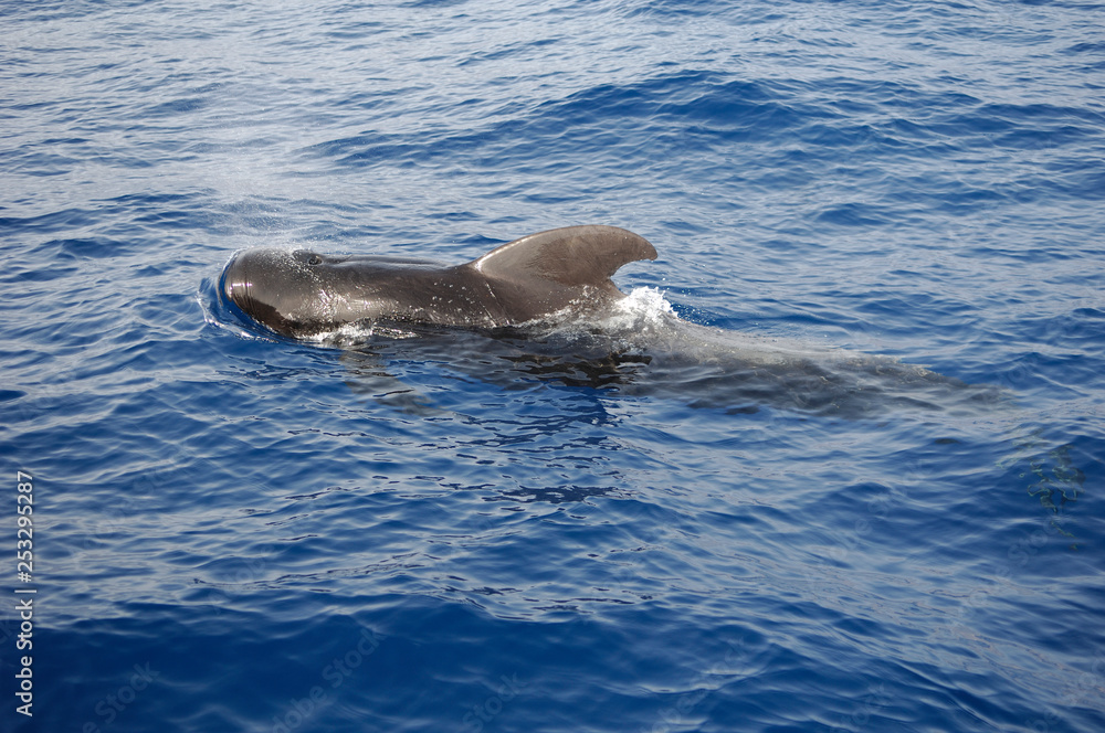Fototapeta premium image of a whale