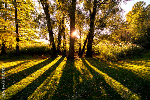 Die tiefstehende Sonne scheint durch einen Wald