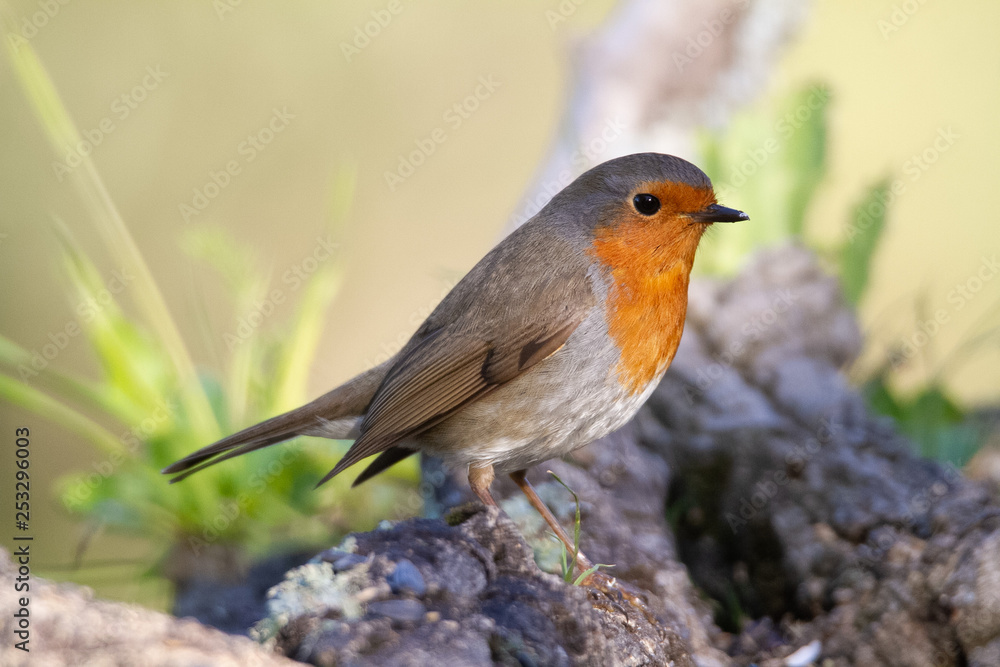 Robin standing on a branch Robin standing on a branch