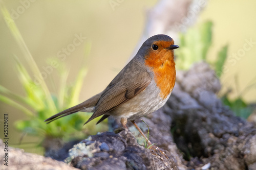 Robin standing on a branch