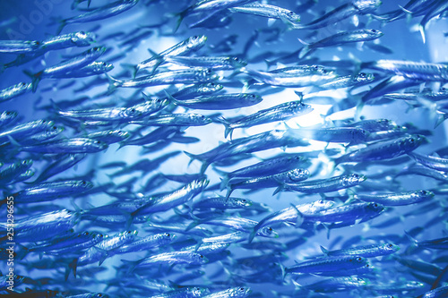 鰯 魚 大群 群泳 Stock Photo Adobe Stock 鰯 魚 大群 群泳 Stock Photo Adobe Stock