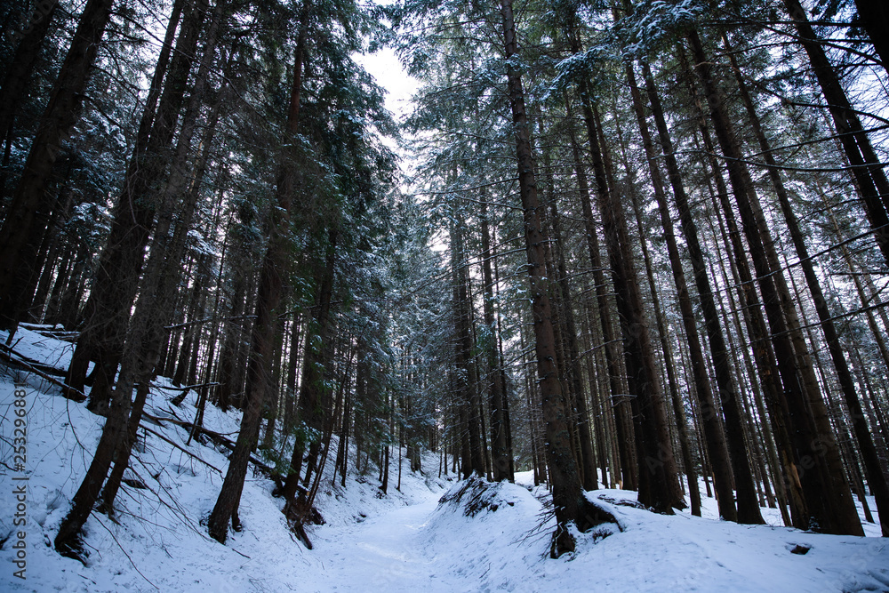 Naklejka premium A dense coniferous forest in the area of Zakopane in Poland leading to the mountain ridge