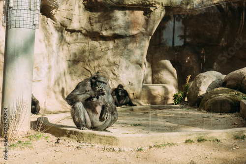chimpanzees sitting on sun in zoological park, barcelona, spain